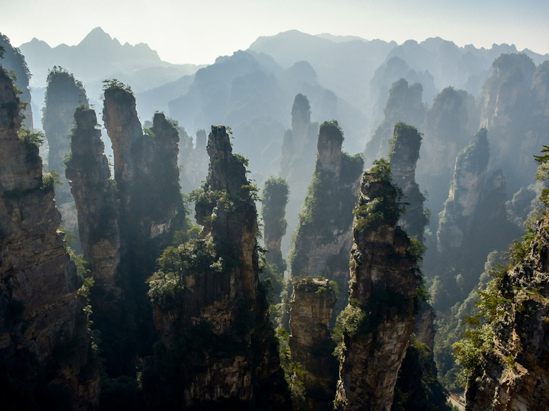 Zhangjiajie sandstone pillars rising through forest mist